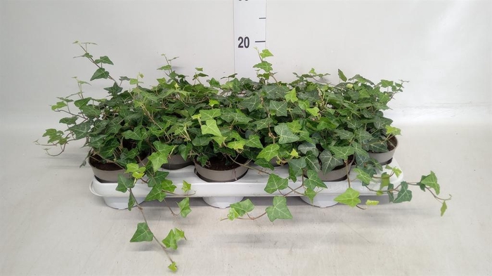 <h4>Hedera hibernica</h4>
