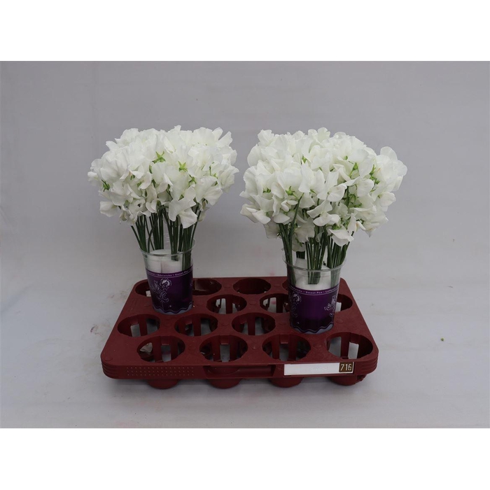 <h4>Lathyr Wi Sunshine White</h4>