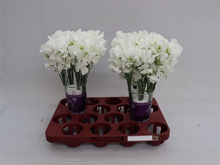 Lathyr Wi Sunshine White