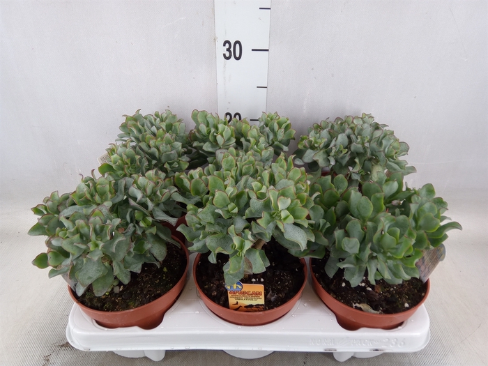 <h4>Crassula arborescens subsp. undilat</h4>