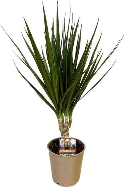 <h4>Dracaena Marginata</h4>