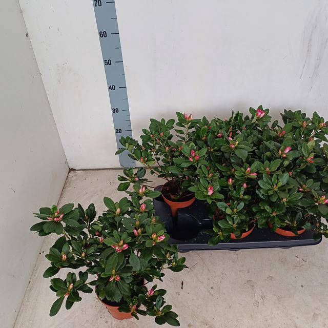 <h4>RHODO SI LEOPOLD AST</h4>