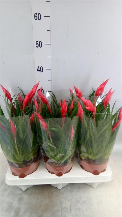 <h4>Vriesea  'Astrid'</h4>