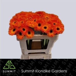 GERBERA MIS 'LEROY'