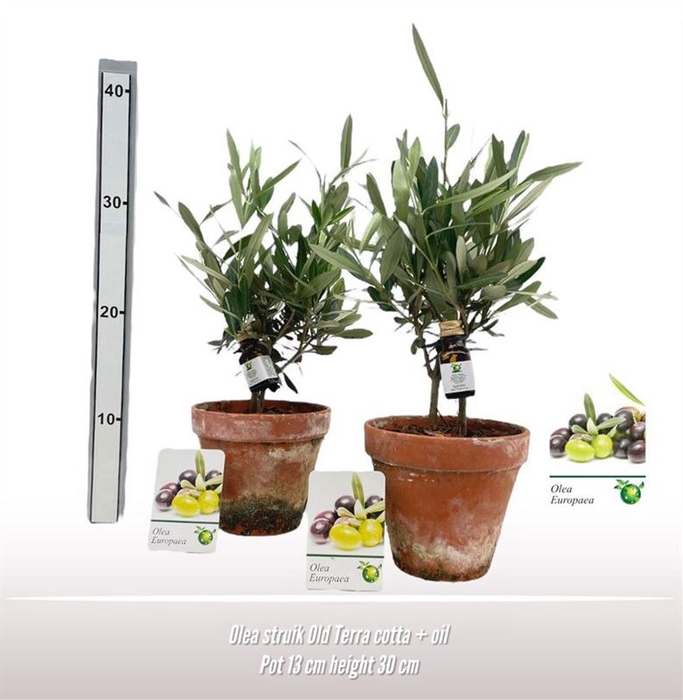 <h4>Olea Struik Old Terra Cotta + Oil</h4>