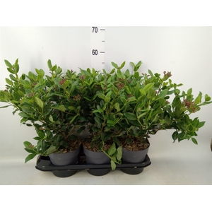 Viburnum tinus 'Gwenllian'