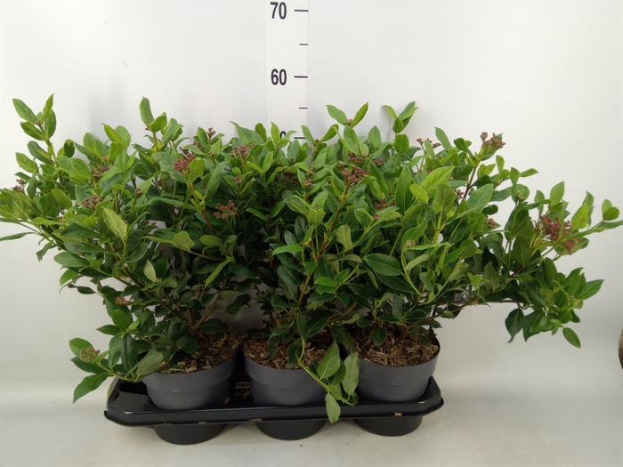<h4>Viburnum tinus 'Gwenllian'</h4>