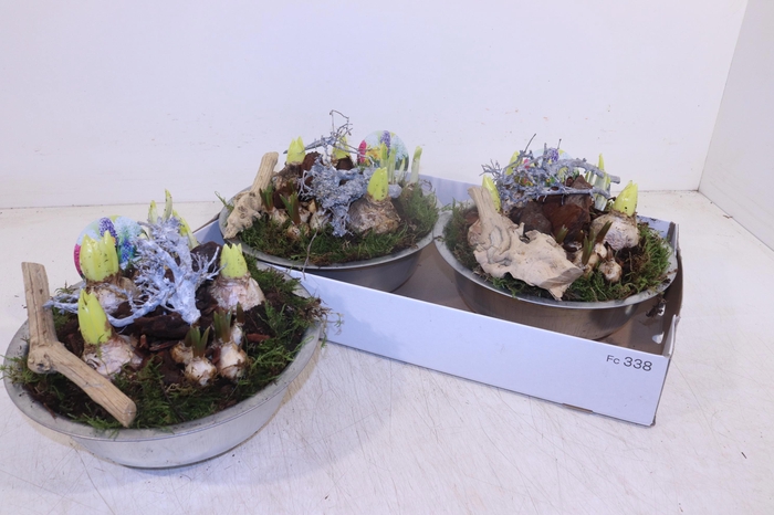 <h4>Arr Bol Knolgewas</h4>