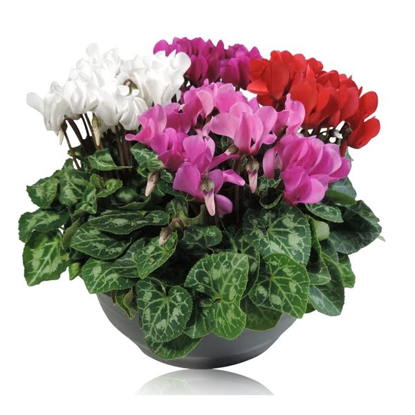 <h4>Cyclamen Super Serie Carnaval Schaal 23 cm</h4>