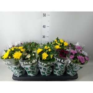 Chrysanthemum ..mix 6
