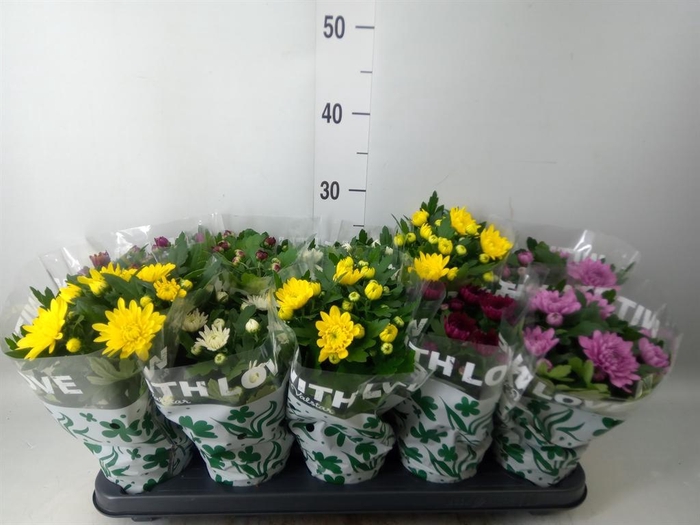 <h4>Chrysanthemum   ..mix 6</h4>