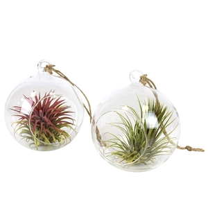 Tillandsia glas hangbol medium