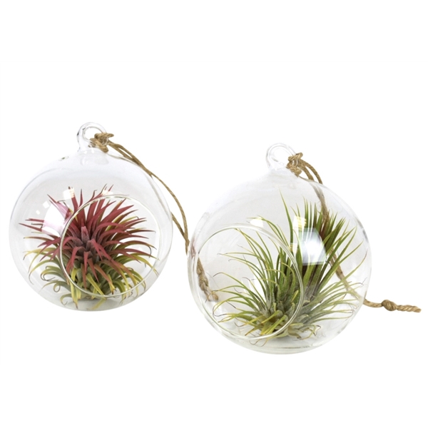 <h4>Tillandsia glas hangbol medium</h4>