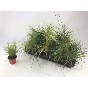 Graminées Carex mix p8