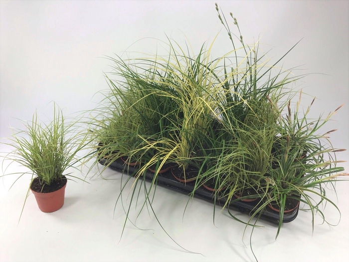 <h4>Carex mix p8</h4>