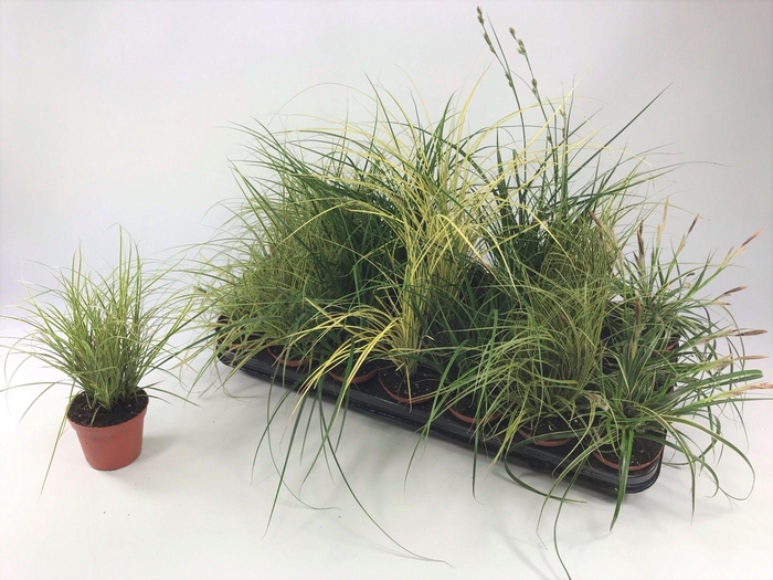 <h4>Graminées Carex mix p8</h4>