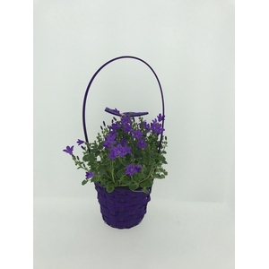 CAMPANU. PORTENSCHLAGIANA