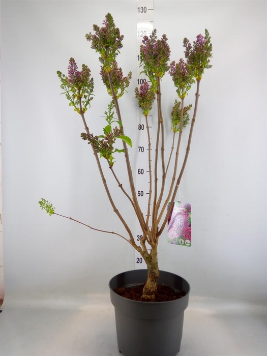 <h4>Syringa vulg.</h4>