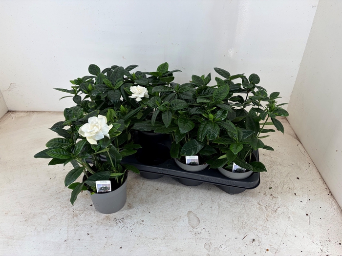 <h4>GARDENIA JASMINOIDES</h4>