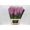 Matthiola Iron Pink