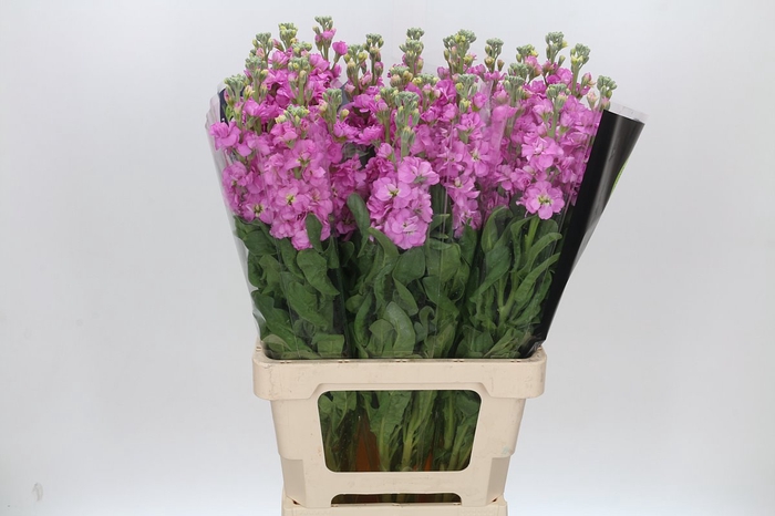 <h4>Matthiola Iron Pink</h4>