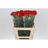 Dianthus St Arona