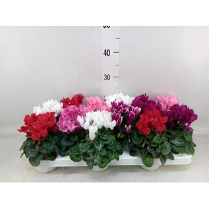 Cyclamen KL 'Verano'