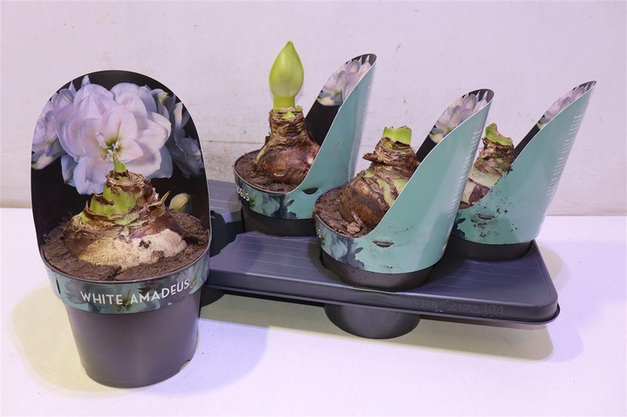 <h4>Hipp Ga Whi Amadeus</h4>