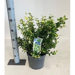EUONYMUS FO BLONDY