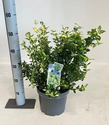 <h4>EUONYMUS FO BLONDY</h4>