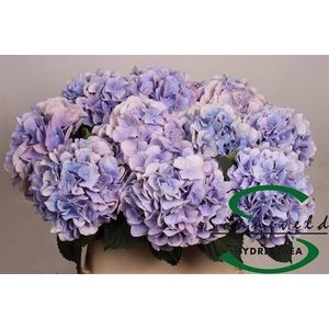 HYDR M CH MARSEPE BL