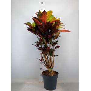 Codiaeum var. KL 'Mrs Iceton'