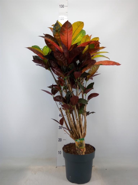 <h4>Codiaeum var. KL 'Mrs Iceton'</h4>