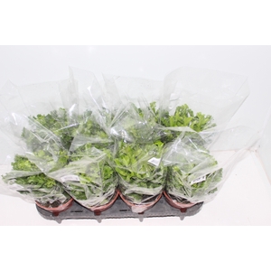 ASPLENIUM LESLIE P15