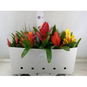 Bromelia   ...mix 10