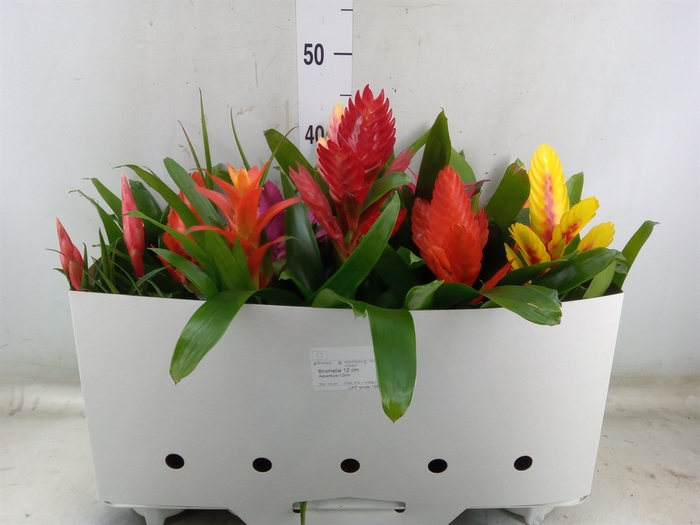 <h4>Bromelia   ...mix 10</h4>