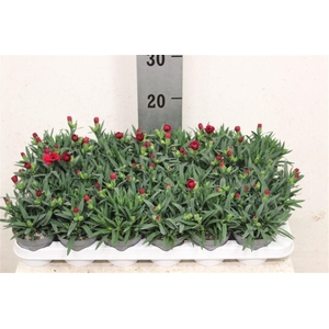 Dianthus mixkar 6 kleuren