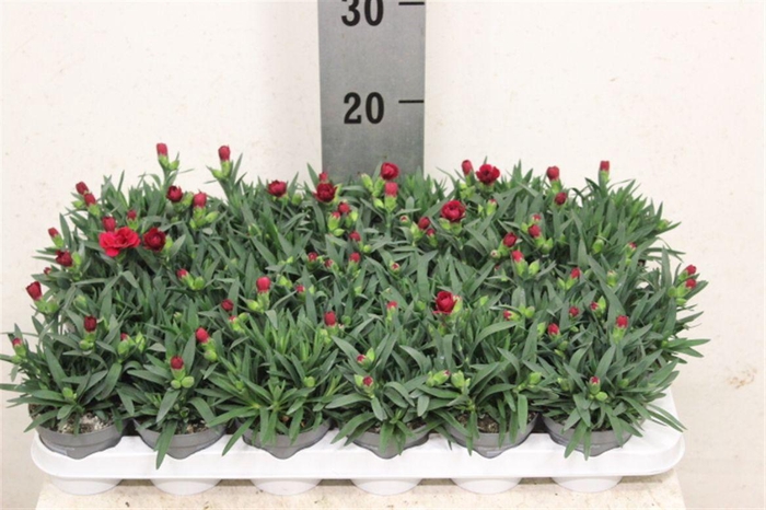<h4>Dianthus mixkar 6 kleuren</h4>