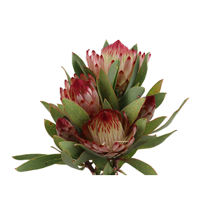 Protea Robijn