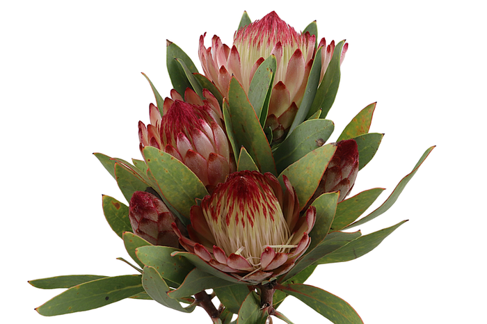 Protea Robijn