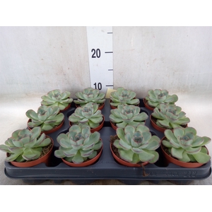 Echeveria   ...not flowering