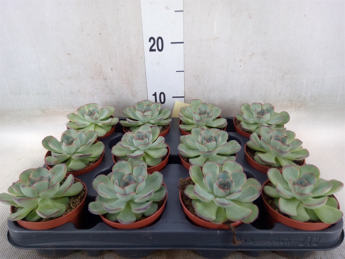 <h4>Echeveria   ...not flowering</h4>