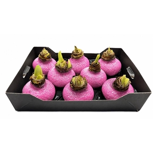 Wax Hipp Topline Gl Pink Rose