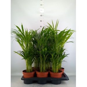 Dypsis lutescens   ...Chrysalidoca