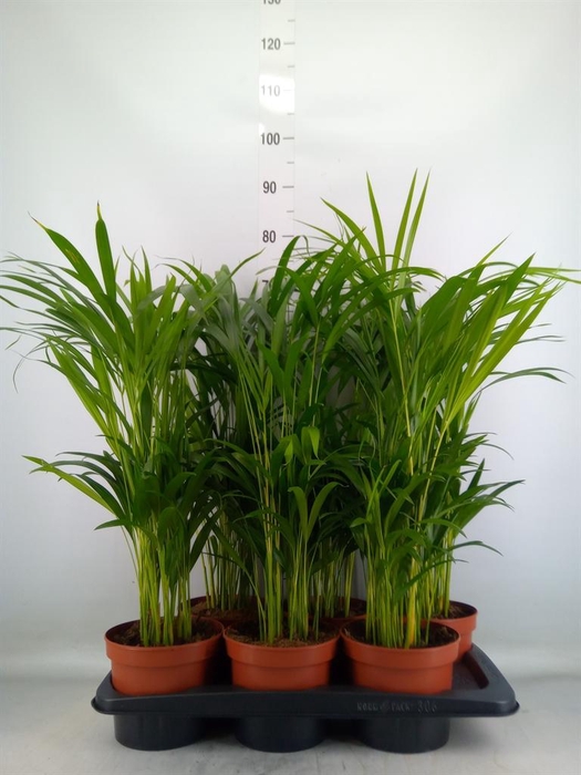 <h4>Dypsis lutescens ...Chrysalidoca</h4>