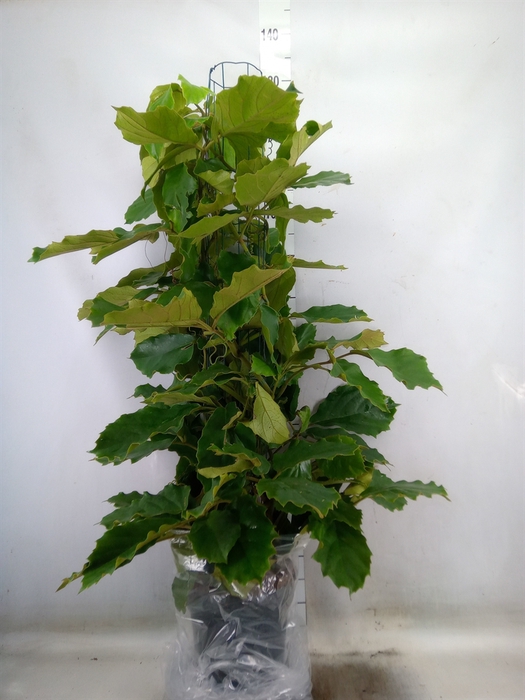<h4>Tetrastigma voinierianum</h4>