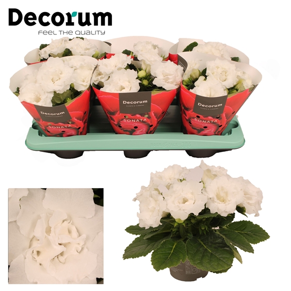 Gloxinia Sonata white 13cm Decorum
