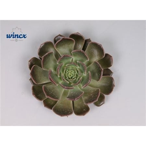 Echeveria Bron Rose Cutflower Wincx-8cm