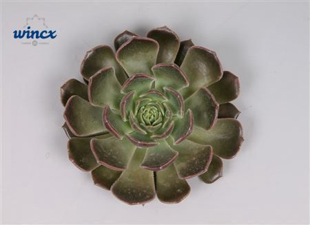 <h4>Echeveria Bron Rose Cutflower Wincx-8cm</h4>