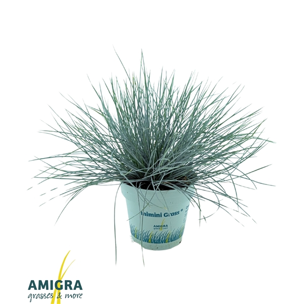 <h4>Festuca glauca CompactA Blue®</h4>